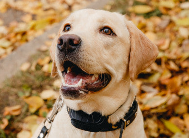 labrador smiles