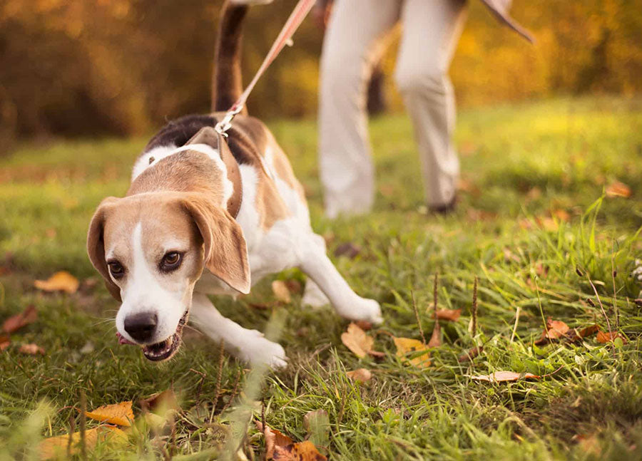 dog leash pulling