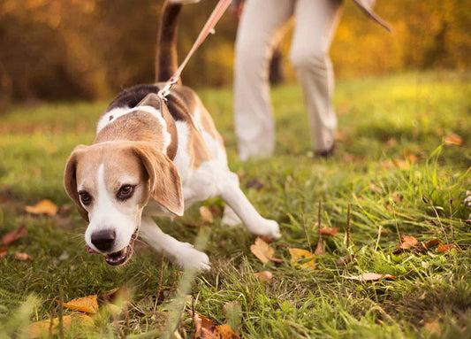 dog leash pulling