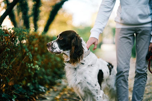 man holding dog by collar