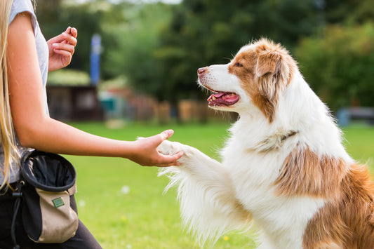 Clicker Training
