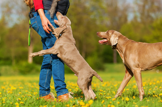 a woman giving obedience training to dogs