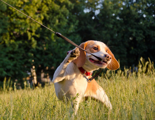 the dog has the leash in his mouth 