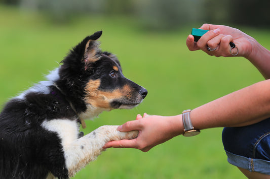 Whistle Training