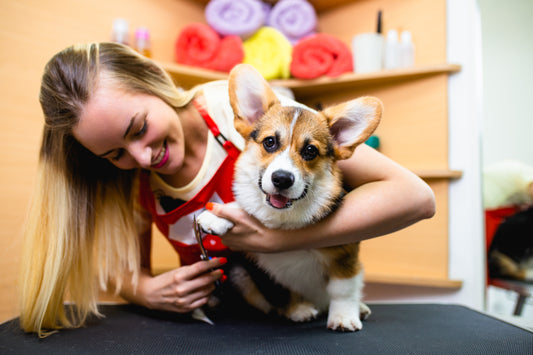 woman holding a dog's paw