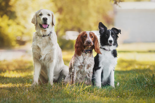 three dogs sit