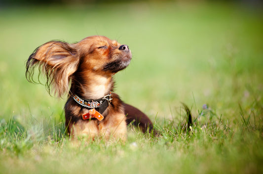 a dog