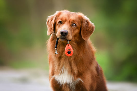dog with a clicker