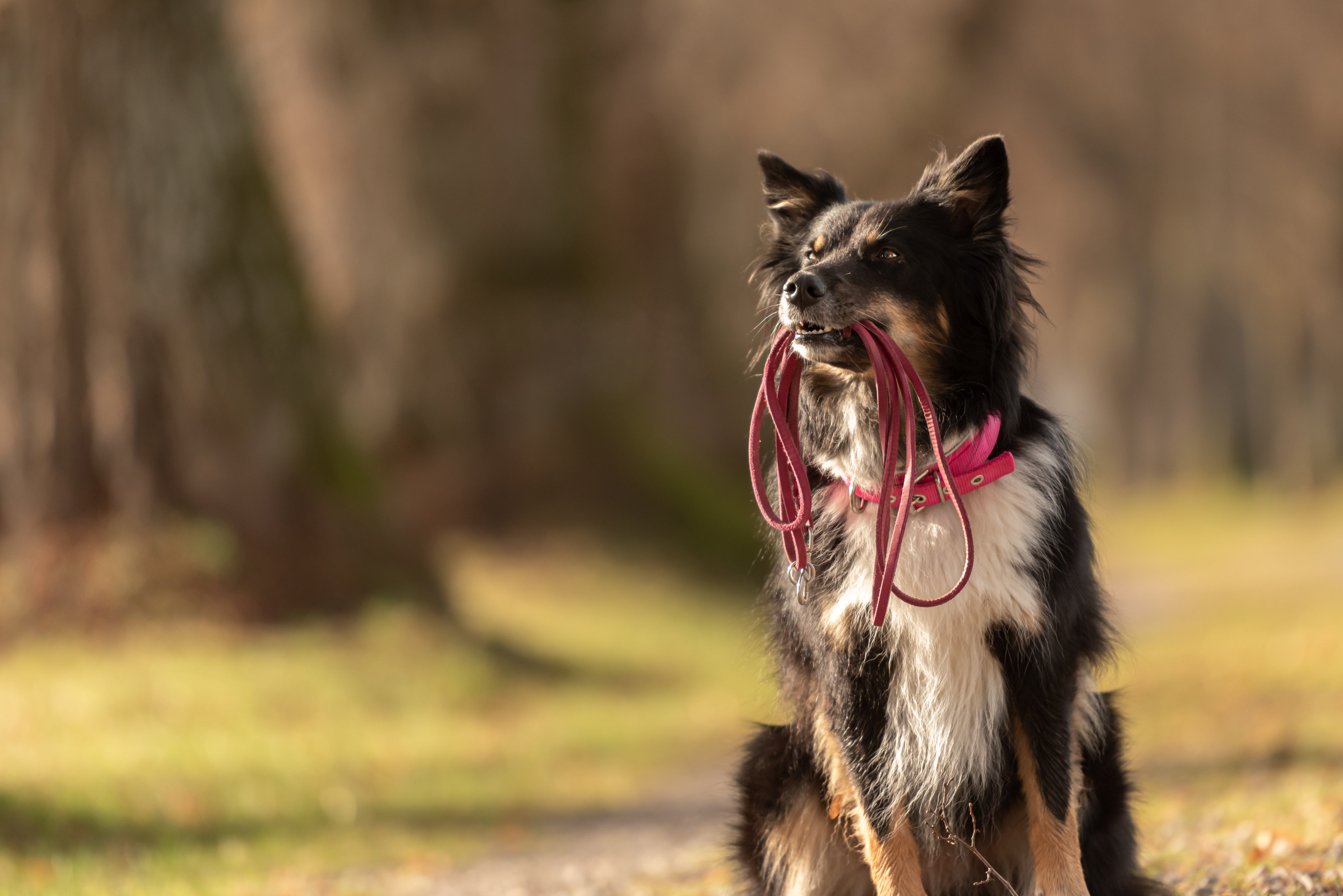 E collar shop training techniques