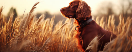 hunting dog