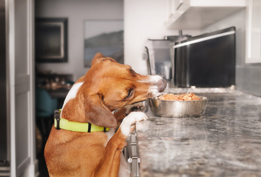 Dog stealing food from the kitchen