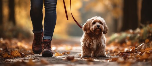 dog with woman are working
