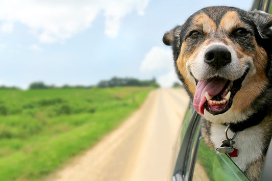 a dog in a car
