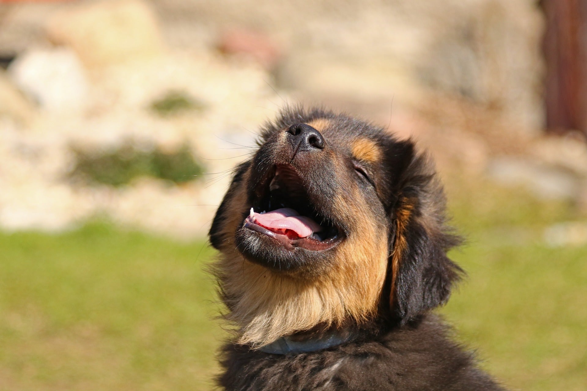 Can i put a bark collar on my deals puppy