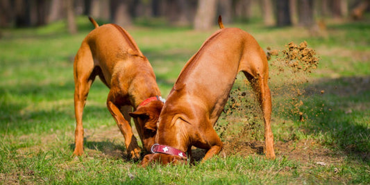 two dogs digging