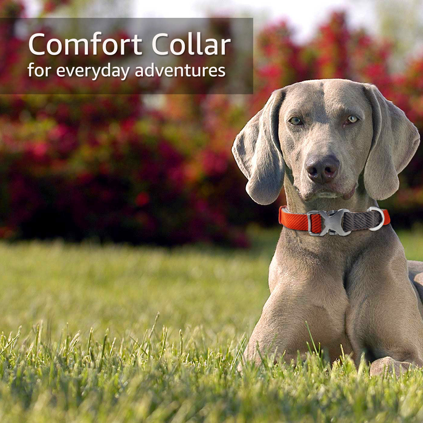 Comfort collar for everyday adventures