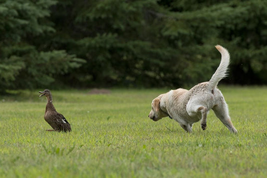 dog runs after a duck