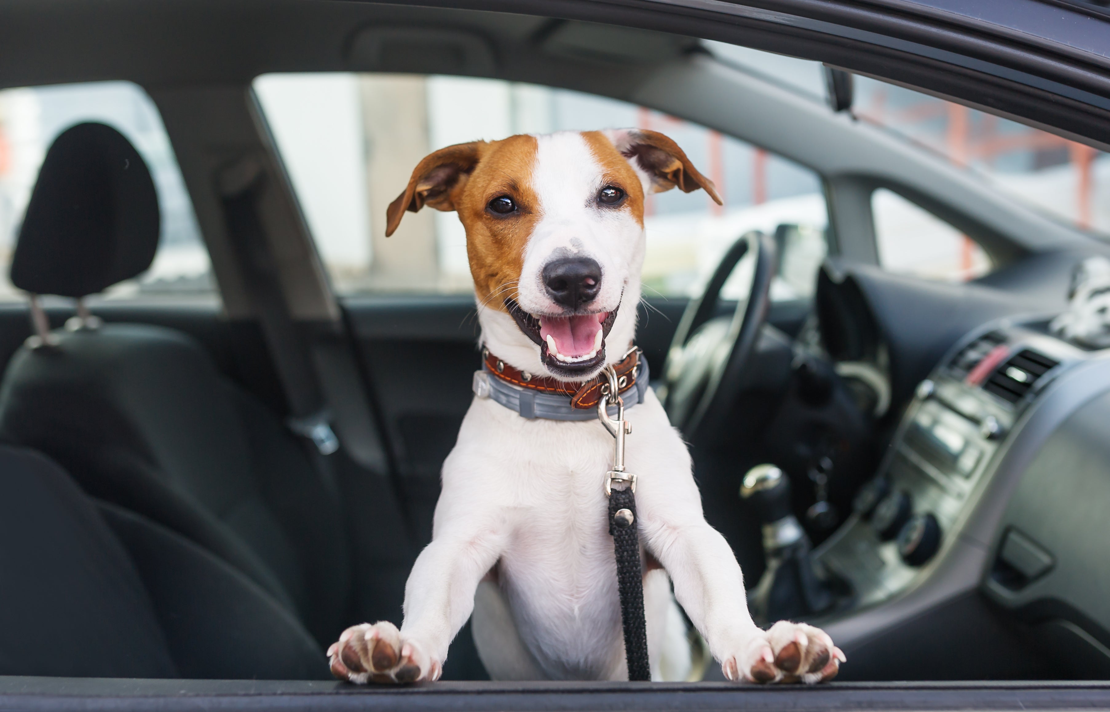 Best training collar shop for deaf dog