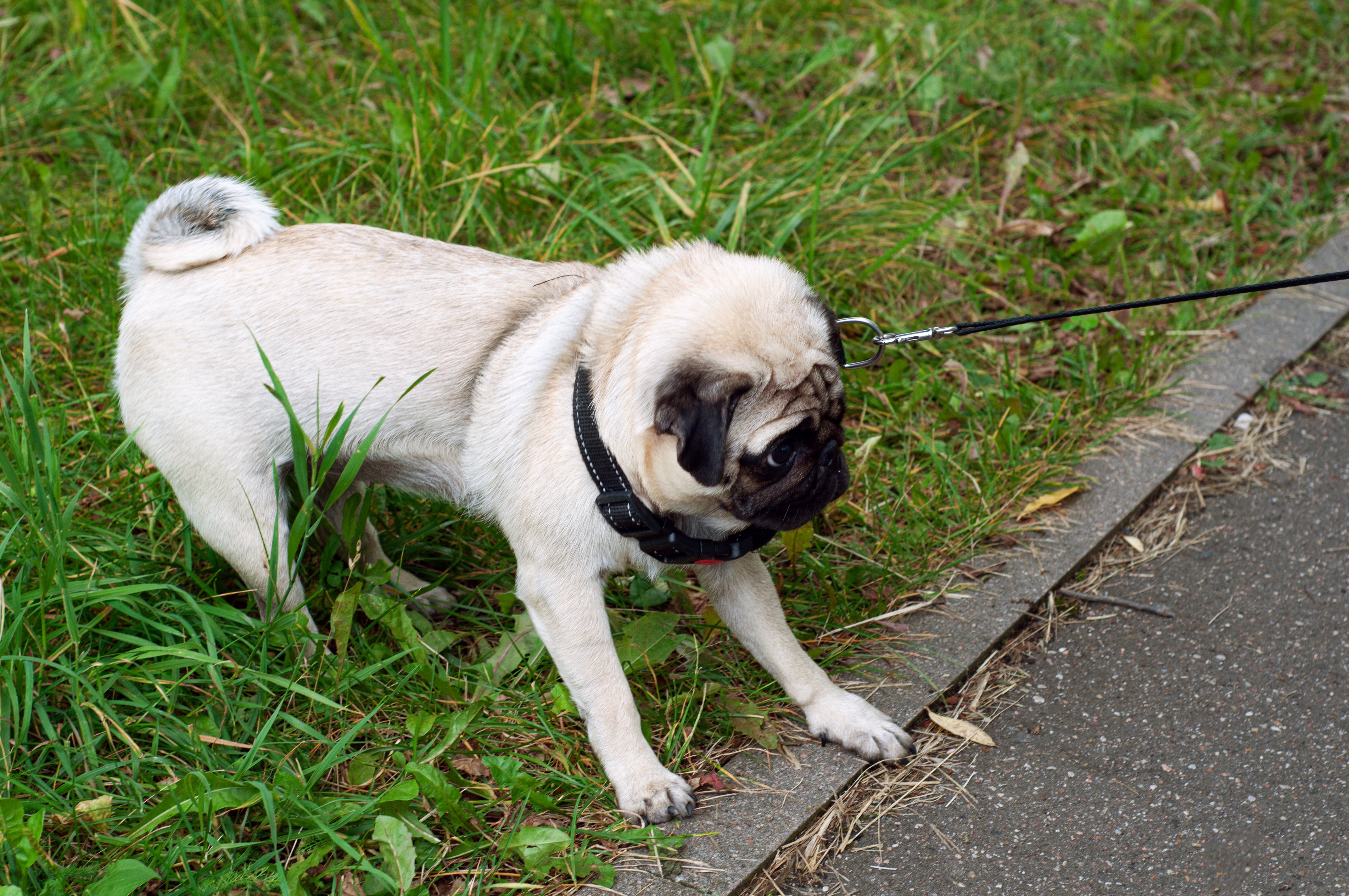 How to leash outlet train a stubborn puppy