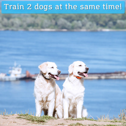 train 2 dogs at the same time