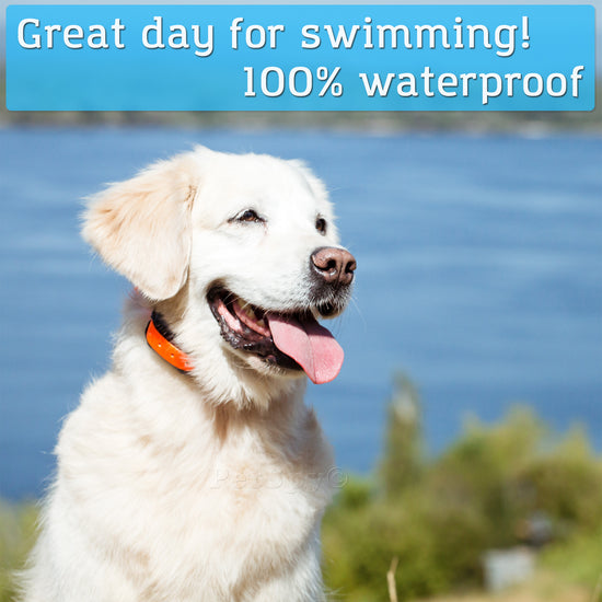 PetSpy Collar Remote trainer & Petspy Premium Dog Training Collar